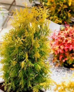 Thuja Tuja Żywotnik Zachodni Golden Brabant