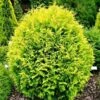 Thuja Tuja Żywotnik Zachodni Golden Globe (C2)
