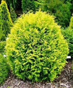 Thuja Tuja Żywotnik Zachodni Golden Globe (C2)