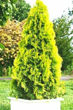 Thuja Tuja Żywotnik Zachodni Golden Smaragd