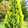 Thuja Tuja Żywotnik Zachodni Golden Smaragd Doniczka