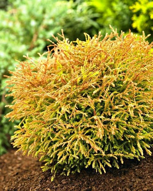 Thuja Tuja Żywotnik Zachodni Golden Tuffet (C2)