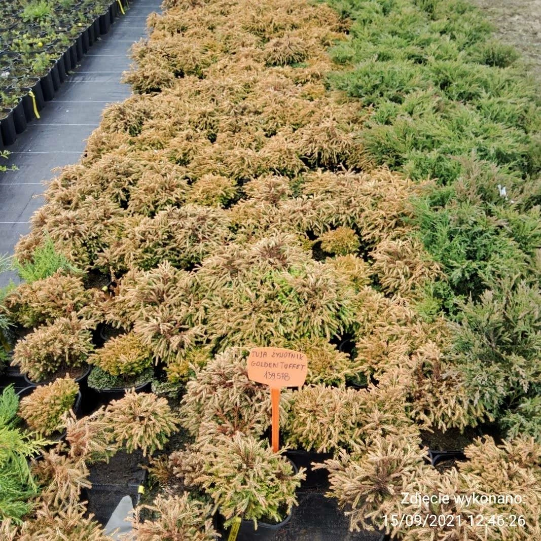 Thuja Tuja Żywotnik Zachodni Golden Tuffet (C2) - obrazek 4