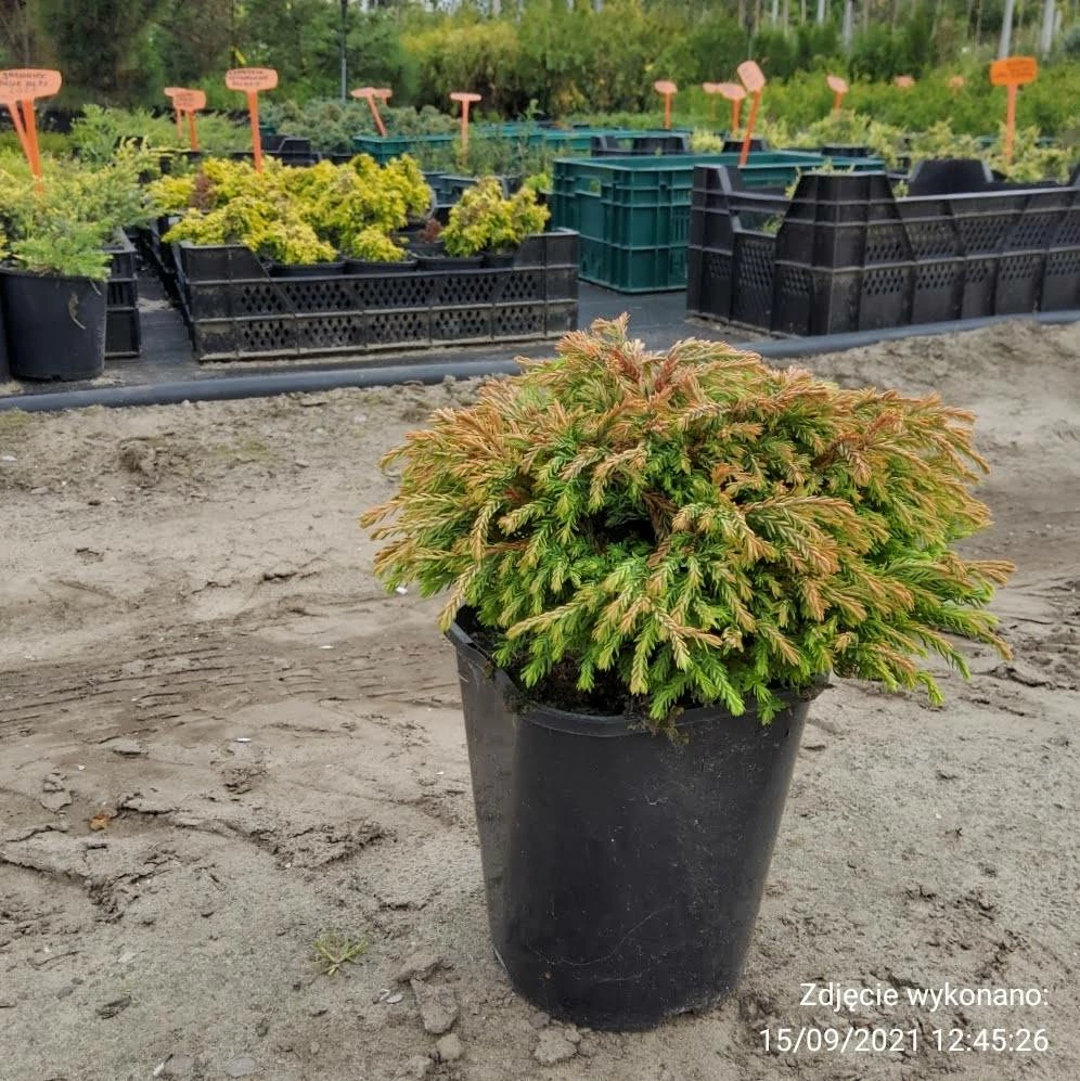 Thuja Tuja Żywotnik Zachodni Golden Tuffet (C2) - obrazek 3