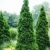 Thuja Tuja Żywotnik Zachodni Holmstrup (C2)