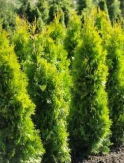 Thuja Tuja Żywotnik Zachodni 'Jantar' (C2)