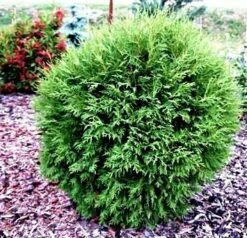 Thuja Tuja Żywotnik Zachodni Little Dorrit Kulka (C2)