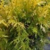 Thuja Tuja Żywotnik Zachodni 'Magdalena'