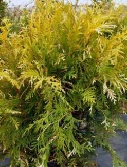 Thuja Tuja Żywotnik Zachodni 'Magdalena'
