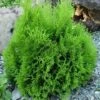 Thuja Tuja Żywotnik Zachodni Micky Miky