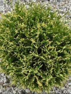 Thuja Tuja Żywotnik Zachodni 'Picadilly'