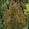 Thuja Tuja Żywotnik Zachodni 'Rain Pearl'