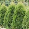 Thuja Tuja Żywotnik Zachodni 'Smaragd Witbond'