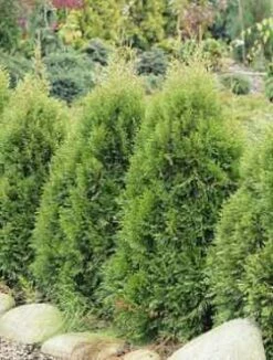 Thuja Tuja Żywotnik Zachodni 'Smaragd Witbond'