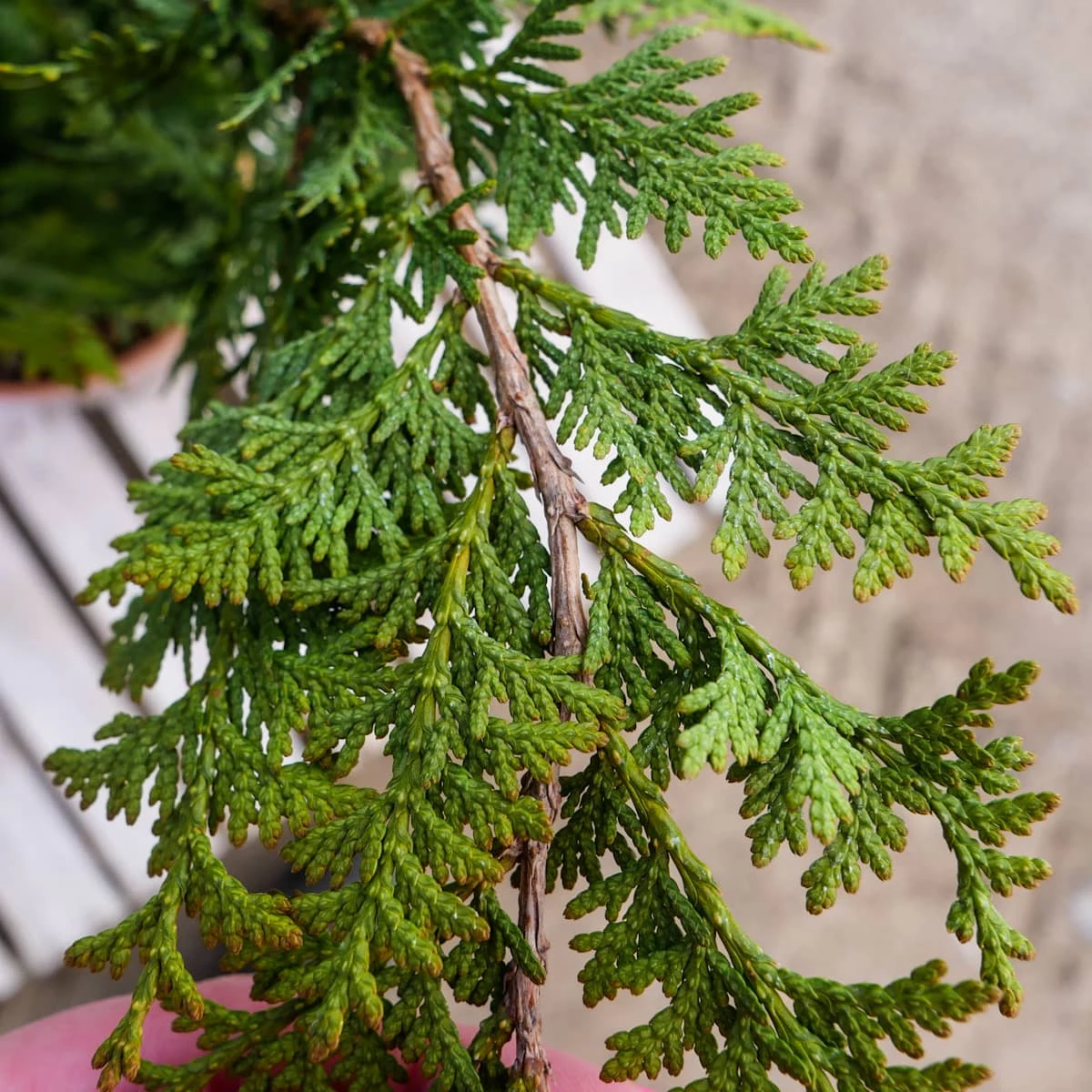 Thuja Tuja Żywotnik Zachodni Spiralis (C2) - obrazek 2