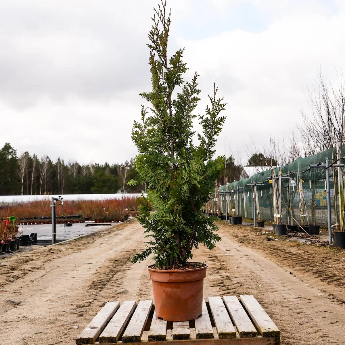 Thuja Tuja Żywotnik Zachodni Spiralis (C2) - obrazek 3