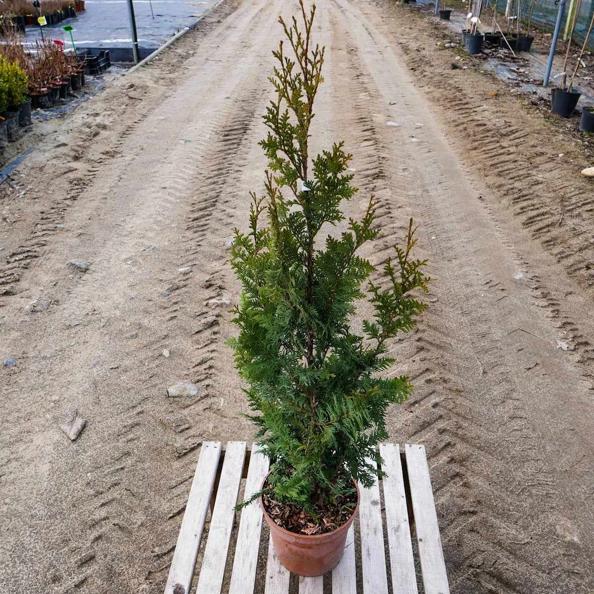 Thuja Tuja Żywotnik Zachodni Spiralis (C2) - obrazek 5