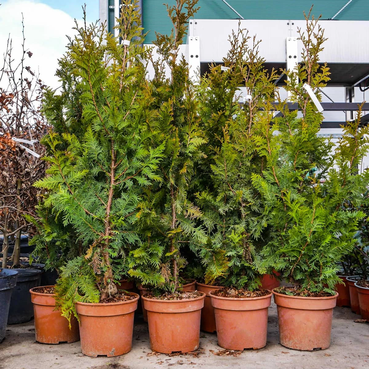 Thuja Tuja Żywotnik Zachodni Spiralis (C2) - obrazek 4