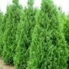 Thuja Tuja Żywotnik Zachodni Spiralis (C2)