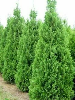 Thuja Tuja Żywotnik Zachodni Spiralis (C2)