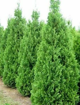 Thuja Tuja Żywotnik Zachodni Spiralis (C2)