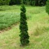 Thuja Tuja Żywotnik Zachodni 'Spiralis Mini' (C2)