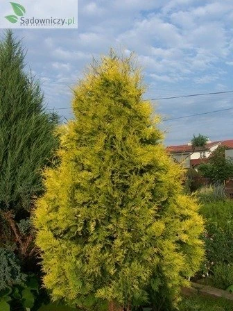 Thuja Tuja Żywotnik Zachodni Sunkist (C2) - obrazek 3