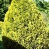 Thuja Tuja Żywotnik Zachodni Sunkist (C2)