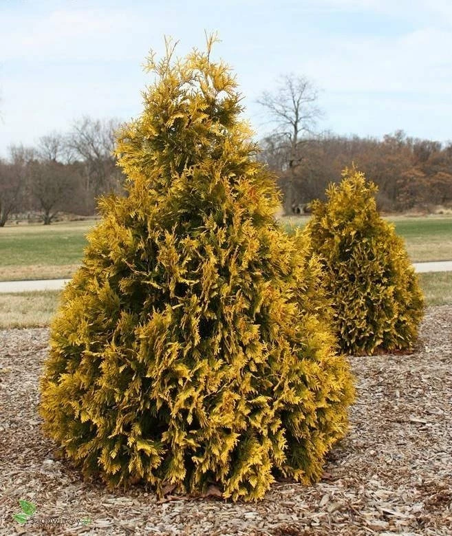 Thuja Tuja Żywotnik Zachodni Sunkist (C2) - obrazek 5