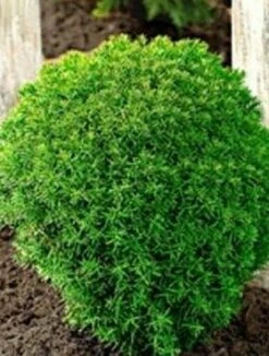 Thuja Tuja Żywotnik Zachodni Teddy (C2)