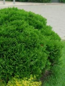Thuja Tuja Żywotnik Zachodni 'Umbraculifera'