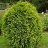Thuja Tuja Żywotnik Zachodni 'Wagneri'