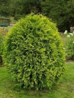 Thuja Tuja Żywotnik Zachodni 'Wagneri'