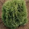 Thuja Tuja Żywotnik Zachodni 'Waterfield'