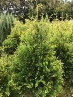 Thuja Tuja Żywotnik Zachodni 'Waxen'