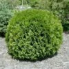 Thuja Tuja Żywotnik Zachodni Woodwardii (C2)
