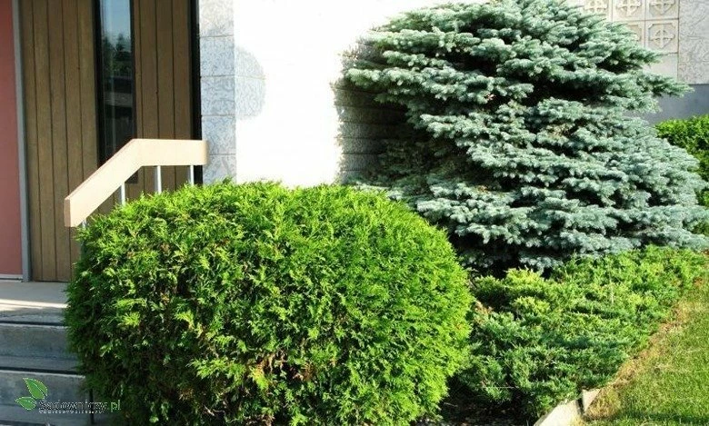 Thuja Tuja Żywotnik Zachodni Woodwardii (C2) - obrazek 3