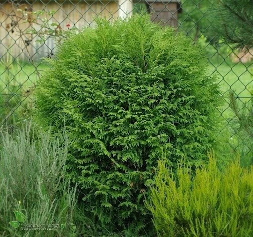 Thuja Tuja Żywotnik Zachodni Woodwardii (C2) - obrazek 4