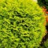 Thuja Tuja Żywotnik Zachodni 'Yellow Globe'
