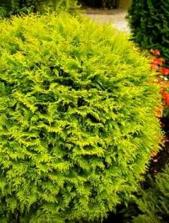 Thuja Tuja Żywotnik Zachodni 'Yellow Globe'