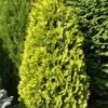 Thuja Tuja Żywotnik Zachodni Yellow Ribbon (C2)