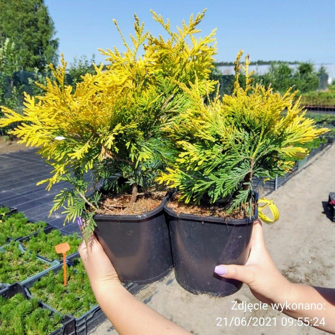 Thuja Tuja Żywotnik Zachodni Yellow Ribon (C2) - obrazek 3