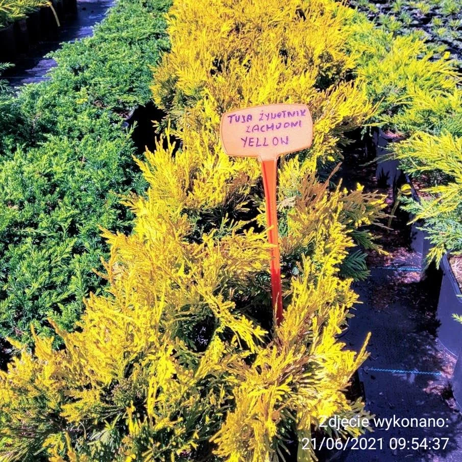 Thuja Tuja Żywotnik Zachodni Yellow Ribon (C2) - obrazek 4