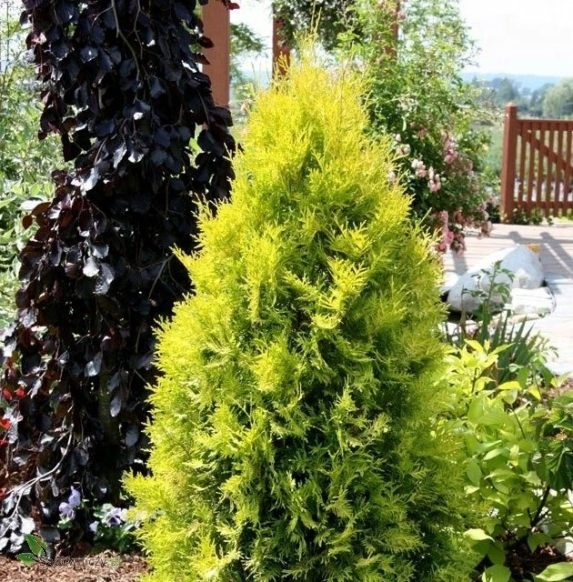 Thuja Tuja Żywotnik Zachodni Yellow Ribon (C2) - obrazek 2