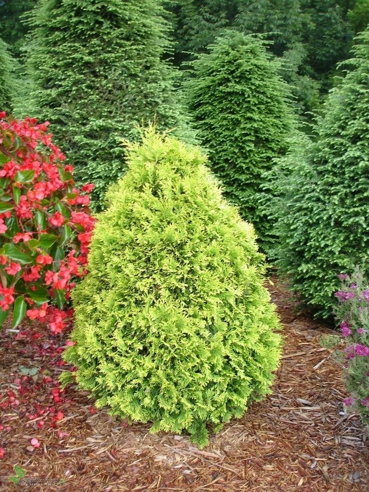 Thuja Tuja Żywotnik Zachodni Yellow Ribon (C2) - obrazek 5