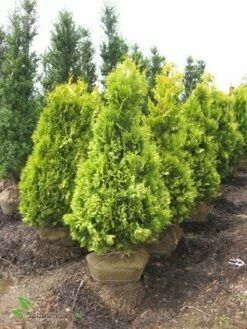 Thuja Tuja Żywotnik Zachodni Yellow Ribon (C2)