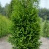 Thuja Tuja Żywotnik Zachodni 'Zákány Sövény'