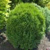 Thuja Żywotnik Zachodni Little Giant