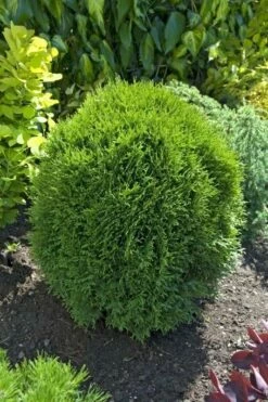 Thuja Żywotnik Zachodni Little Giant
