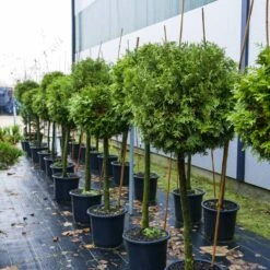 Tuja Thuja Kula Na Pniu